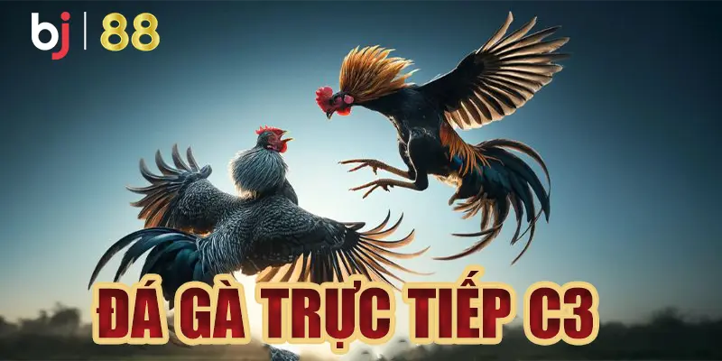 Trực tiếp đá gà c3