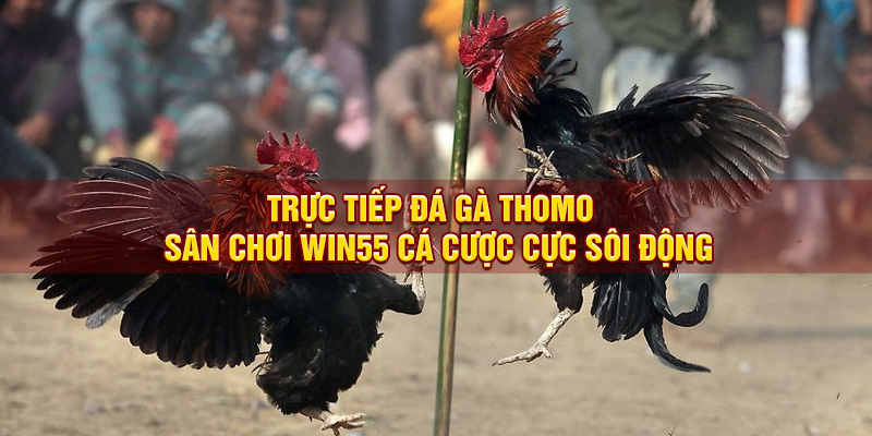 Trực tiếp đá gà Thomo